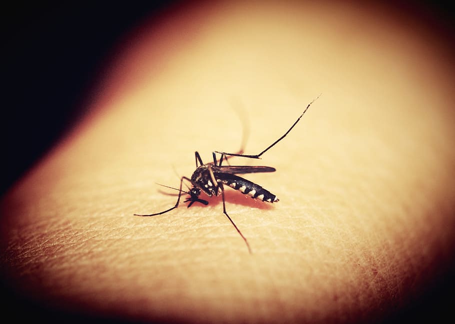 虎の蚊, 人間, 皮膚, クローズアップ写真, 蚊, マラリア, ブヨ, かみ傷, 昆虫, 血