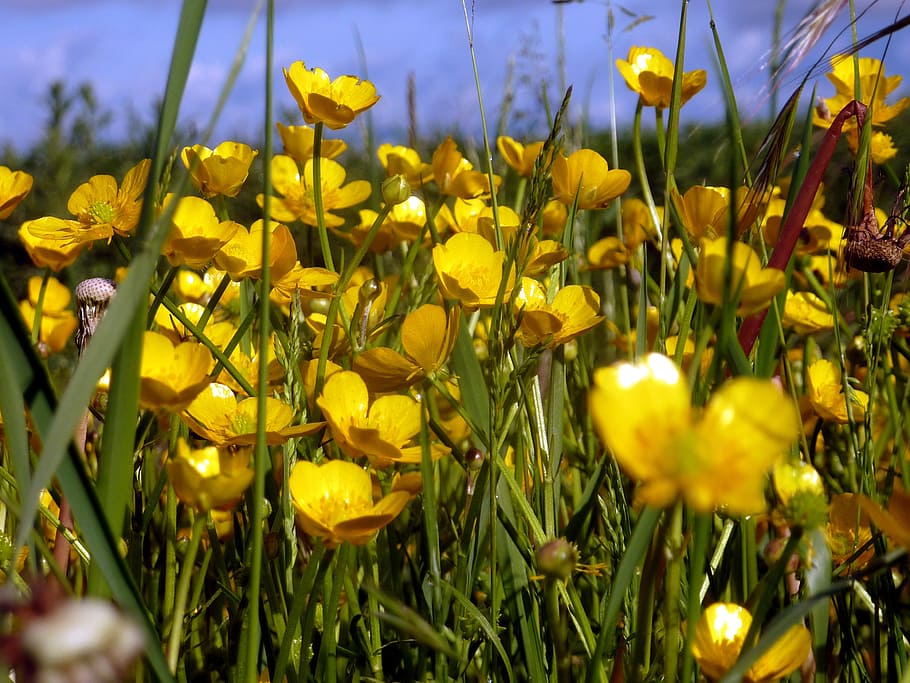 flower, spring, nature, yellow, petals, flowering, buttercup, sky, blue, flowering plant