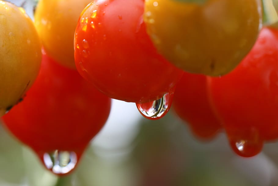 tomatoes, garden, close up, wet, red, yellow, fruit, vegetable, food, organic