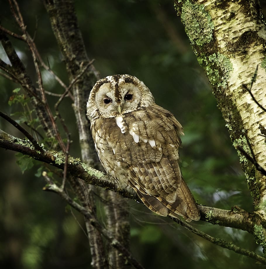 tawny owl, tree, predator, raptor, forest, nature, feather, animal wildlife, animals in the wild, animal