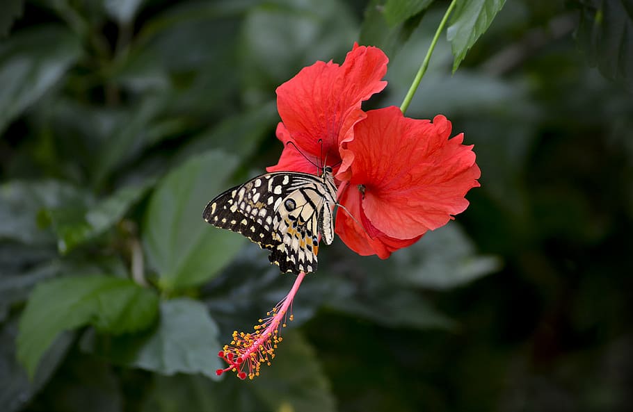 beige, butterfly, red, hibiscus flower, hibiscus, flower, blooming, the stigma, pollination, the morning