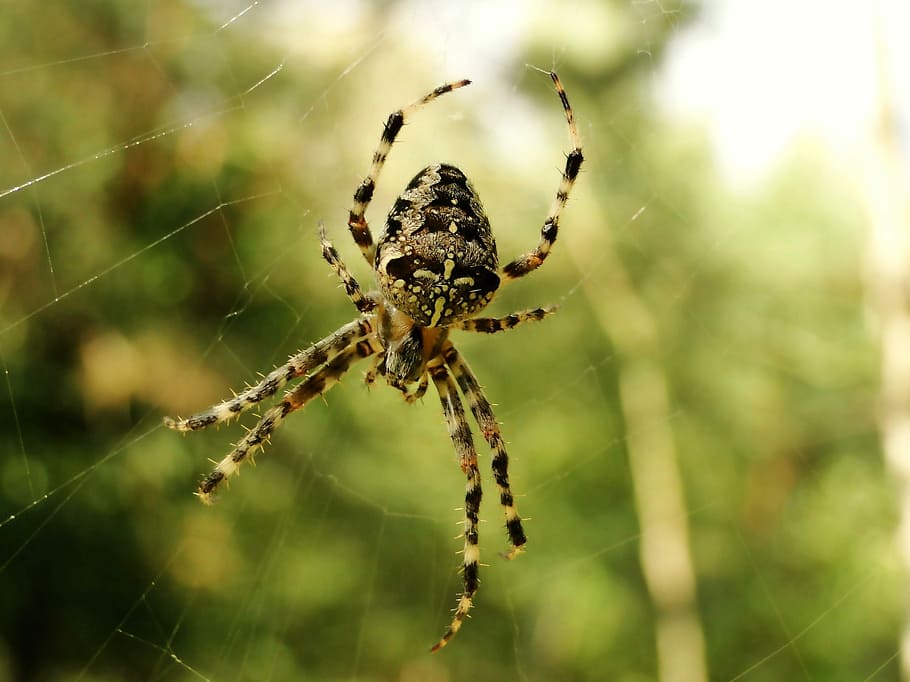 labah-labah, jaring laba-laba, arakhnida, sarang laba-laba, serangga, hewan, kebun binatang, perempuan, invertebrata, di pelataran