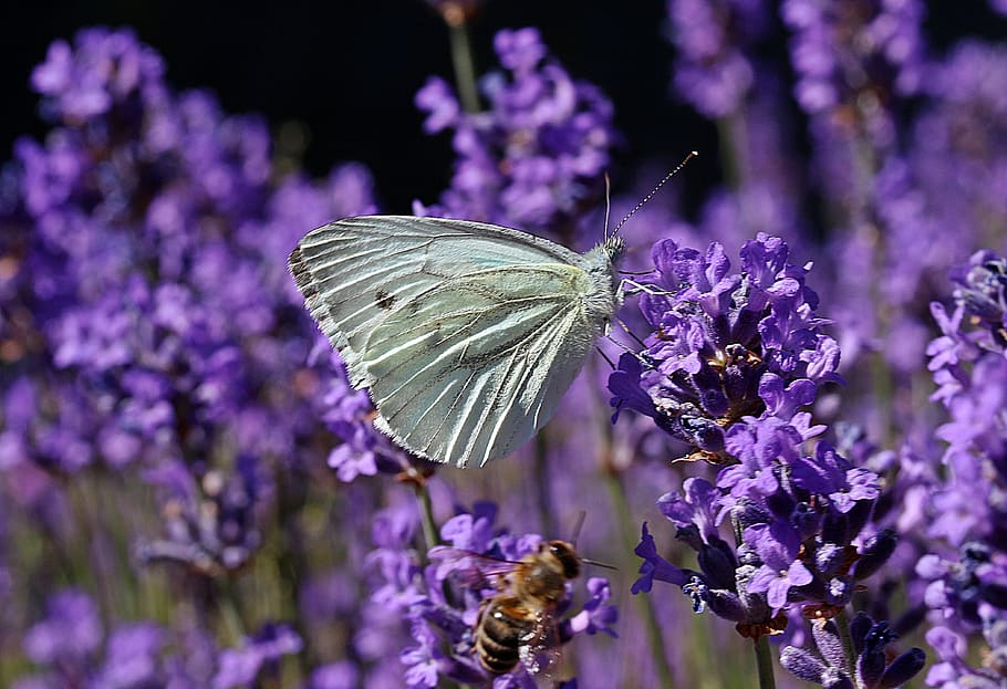 selective, focus photography, cabbage, white, butterfly, perched, lavender, flower, small cabbage white ling, pieris rapae