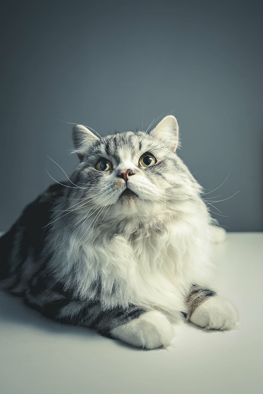 long-coated gray cat, cat, persian breed, black grey, pets, domestic cat, domestic animals, maine coon cat, feline, animal themes