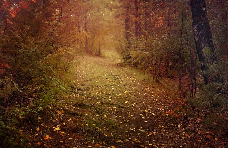 shallow, focus photography, trail, daytime, hallway, middle, forests, nature, landscape, road
