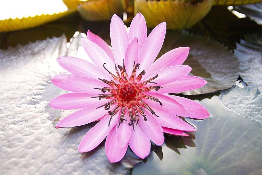 purple, water lily, blooming, pond, sung flower, thailand, flower, flowering plant, plant, petal