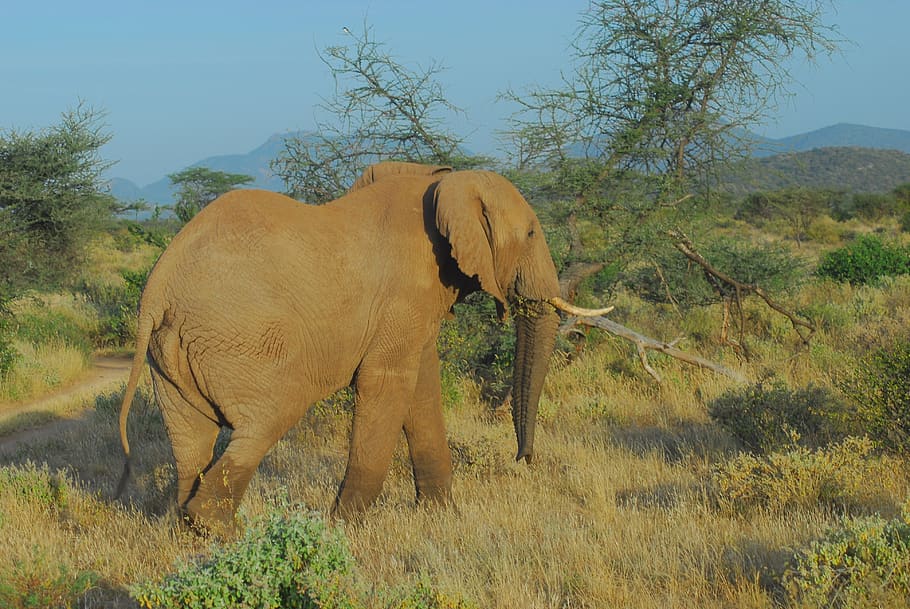elefante, samburu, touro, elefantes, selvagem, quênia, região selvagem, safari, natureza, ambiente