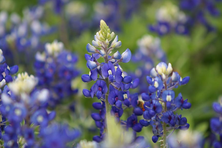 shallow, focus, blue, flowers, Bluebonnets, Texas, Spring, texas bluebonnets, spring bluebonnets, purple