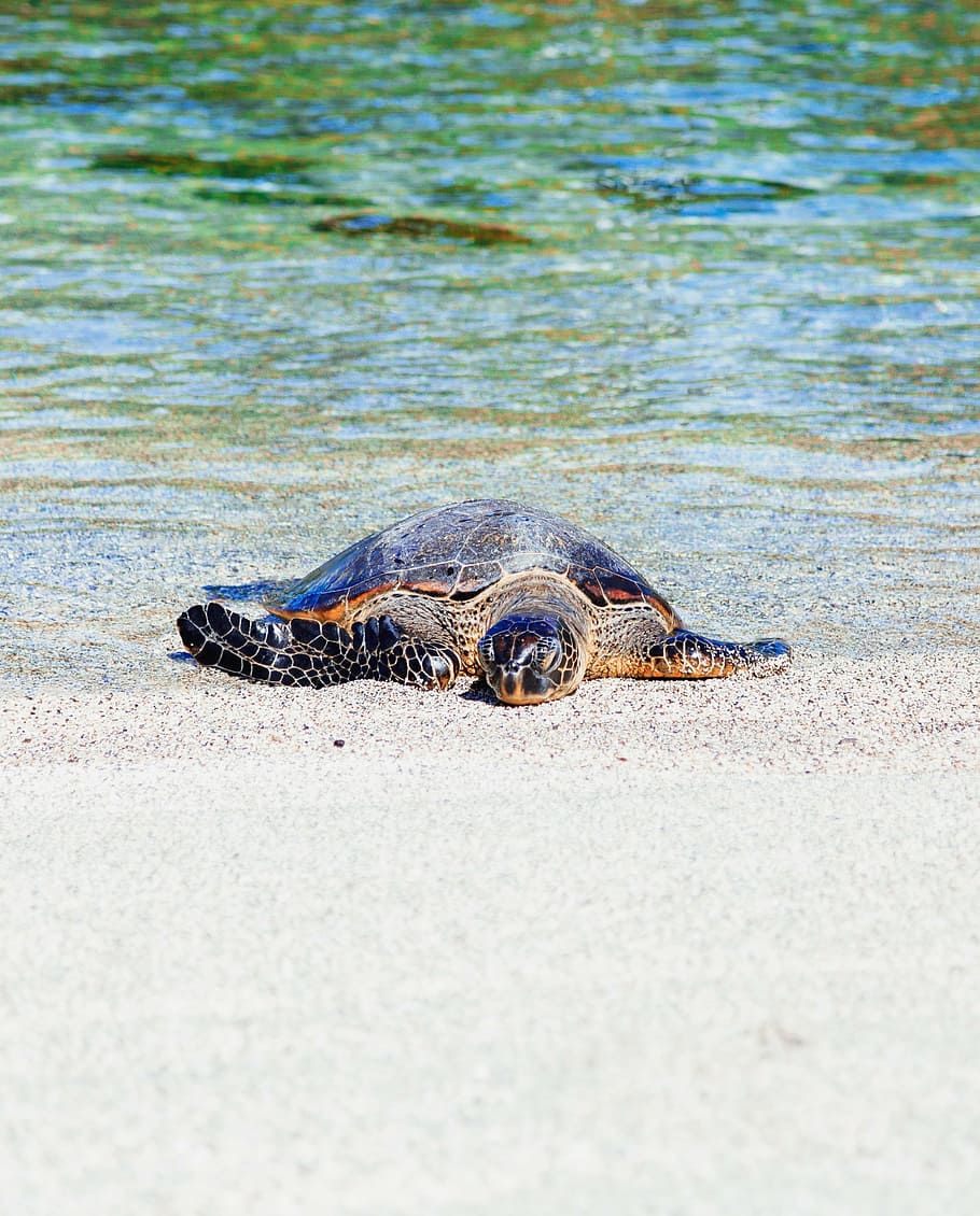 wildlife photography, turtle, seashore, sea, crawling, daytime, water, white, sand, beach