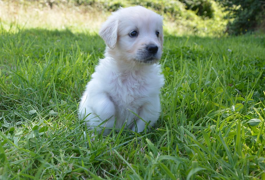 focus photo, light, golden, retriever puppy, grass field, golden retriever puppy, dog breed, petit, domestic animal, puppy