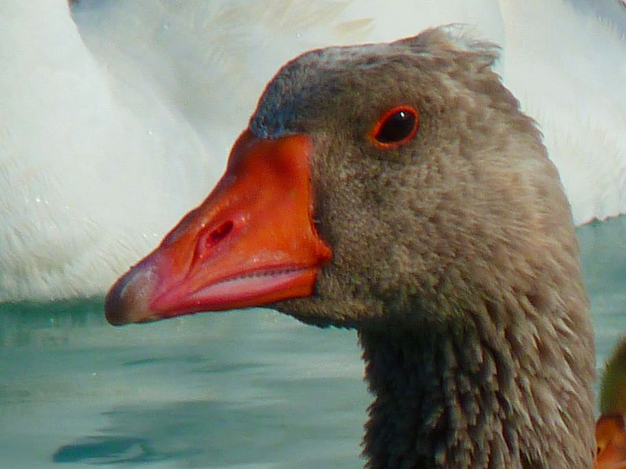 Goose, Geese, Animals, Water, Swim, Bird, beak, one animal, close-up, animal themes