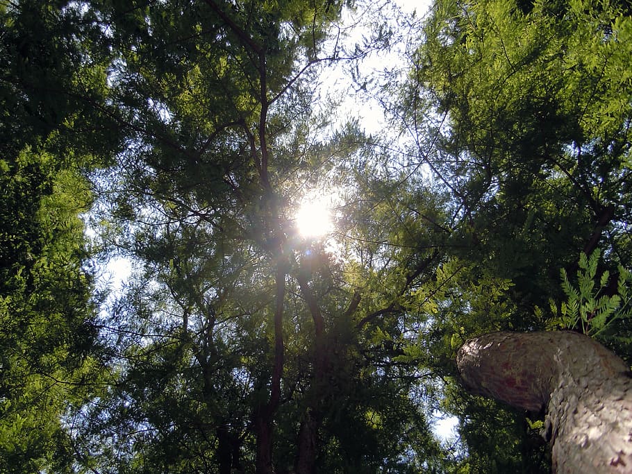 copa de árvore, árvores, luz de fundo, raio de esperança, sol, floresta, árvore, plantar, vista de ângulo baixo, beleza na natureza
