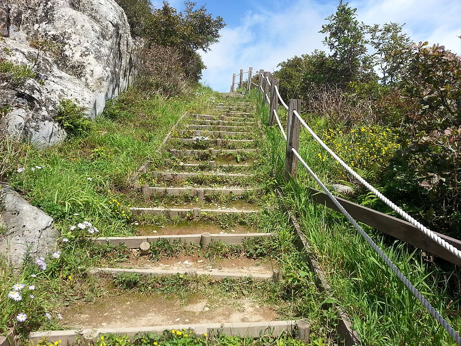 stairs, ms when the ranch, forest road, plant, the way forward, direction, staircase, nature, day, architecture