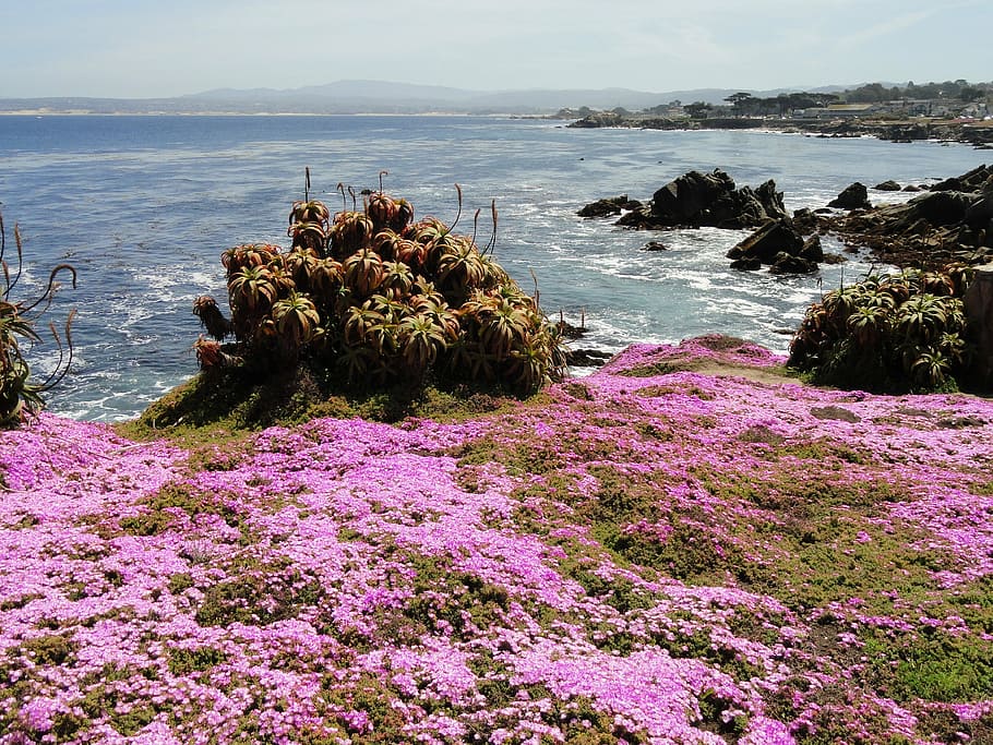 pink, petaled flowers, cliff, front ocean, pacific grove, california, sea, ocean, water, sky
