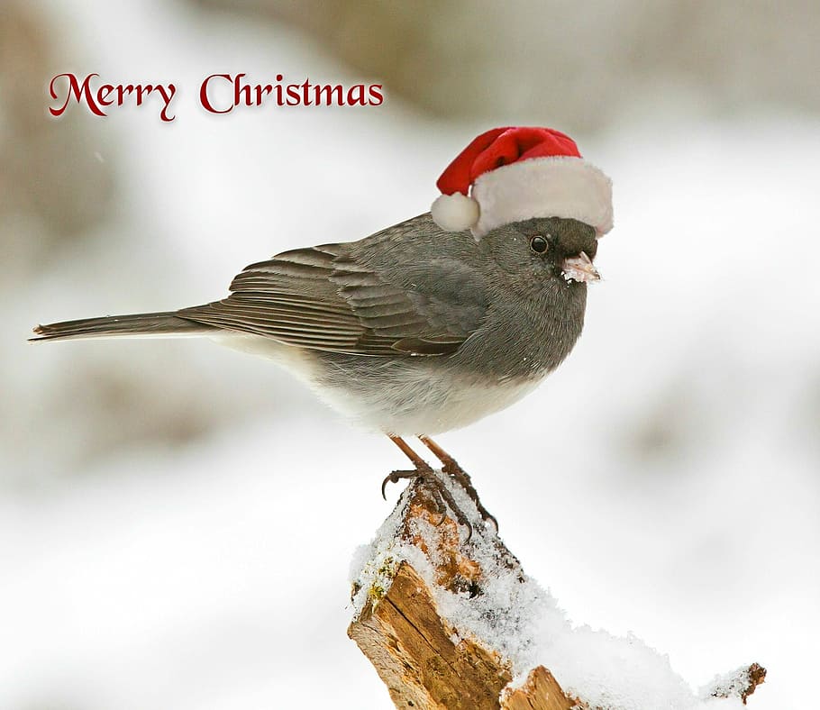 gray, bird, merry, christmas text overlay, christmas, christmas card, christmas greeting, christmas motif, cap, greeting card