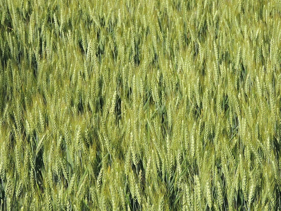wheat, epi, cornfield, spring, field, nature, agriculture, cereals, farm, growth
