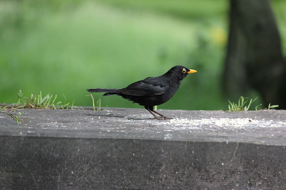Blackbird, Feeding, Wildlife, Beak, park, wild, garden, food, feed, hungry