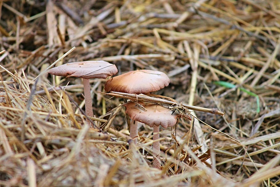 mushrooms, screen mushrooms, straw, crap, horse manure, dung, disc fungus, mushroom picking, mushroom, autumn