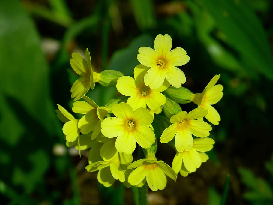 veris, flower, yellow, bloom, beautiful, rarely, nature, protected, nature conservation, primula veris