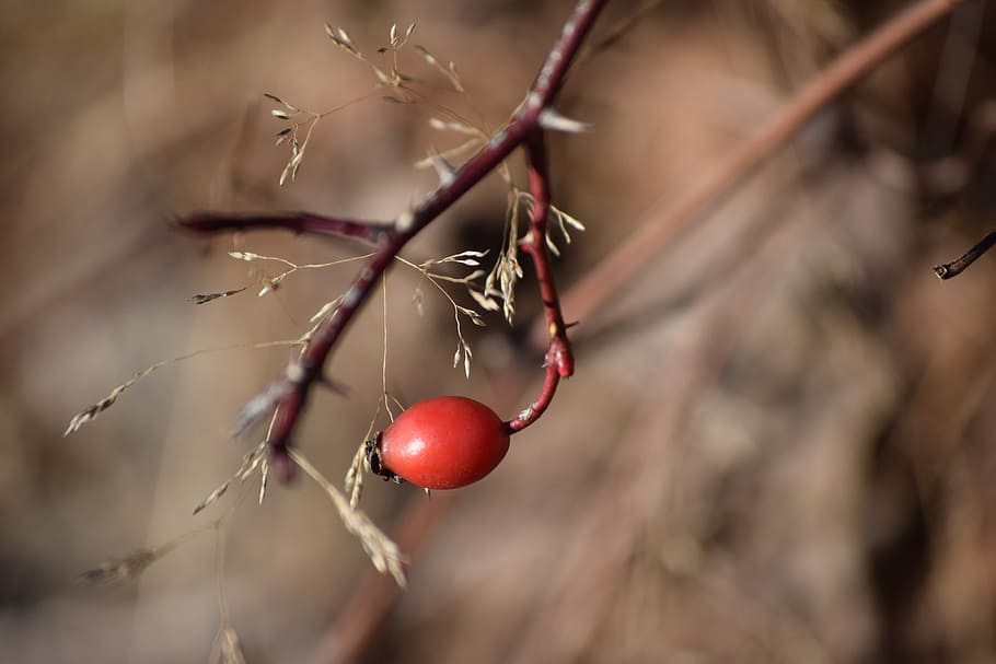 Rosehip, Mountain, Branch, Shrub, Nature, forest, red, close-up, plant, season