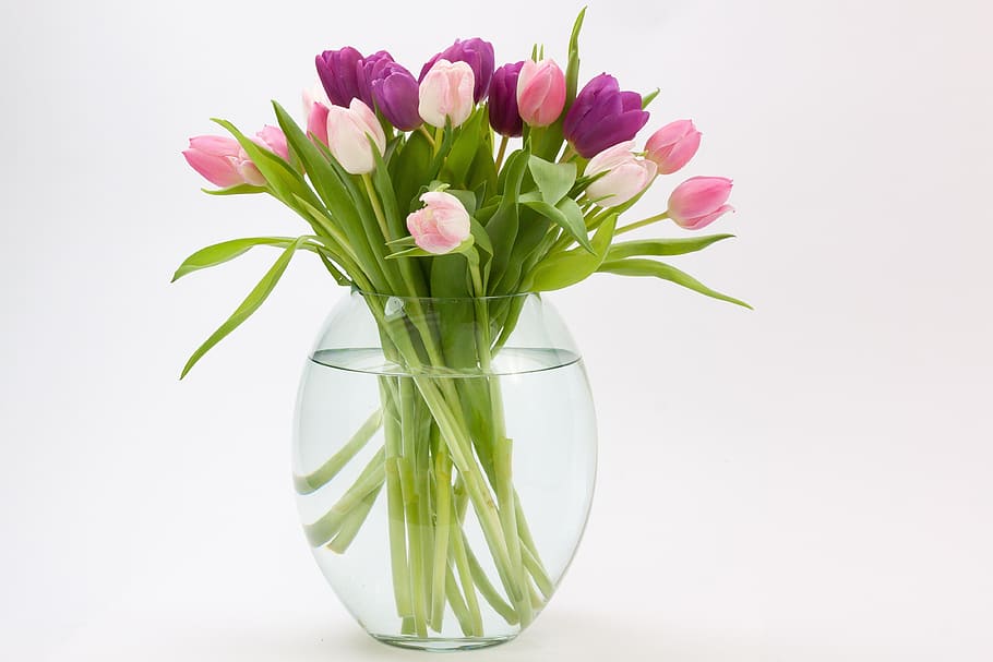 purple, pink, flowers, inside, glass vase, water, tulip, tulip bouquet, spring flower, bouquet