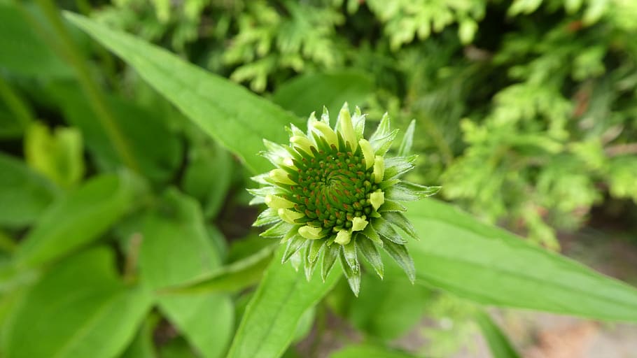 echinacea, coneflower, blossom, bloom, tender, awakening, plant, growth, close-up, green color