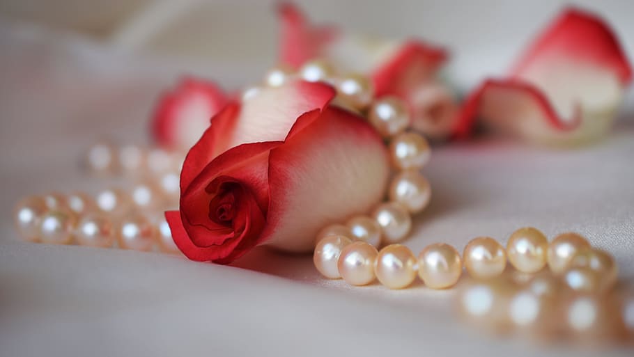 closeup, red, white, petaled flowers, rose, pearls, wedding, jewelry, shine, pearl jewelry