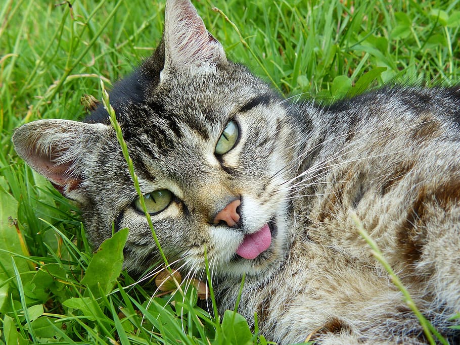 silver, tabby, cat, green, grass, striped, mackerel, fur, pet, cat portrait