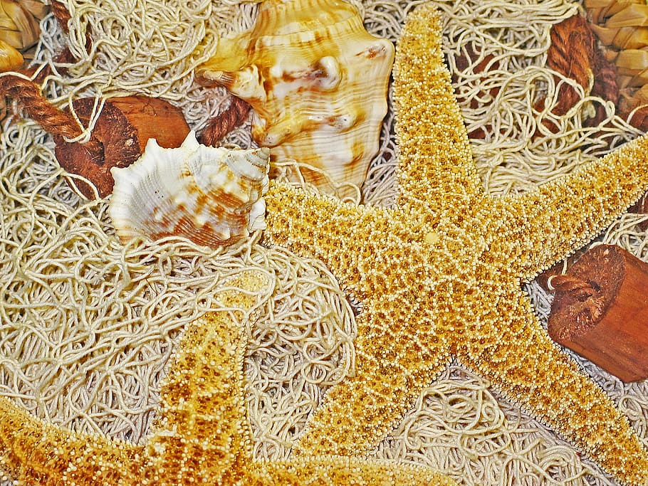 deco, starfish, fishing net, decoration, dried, nature, collect, tinker, fish, shell