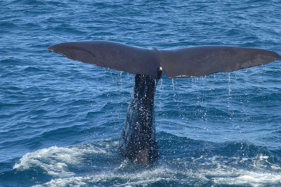 whales tail, body, water, sperm whale, fluke, whale watching, mammal, ocean, sea, dive