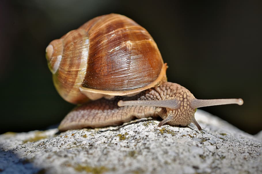 snail, shell, mollusk, probe, mucus, crawl, slowly, casing, animal, nature