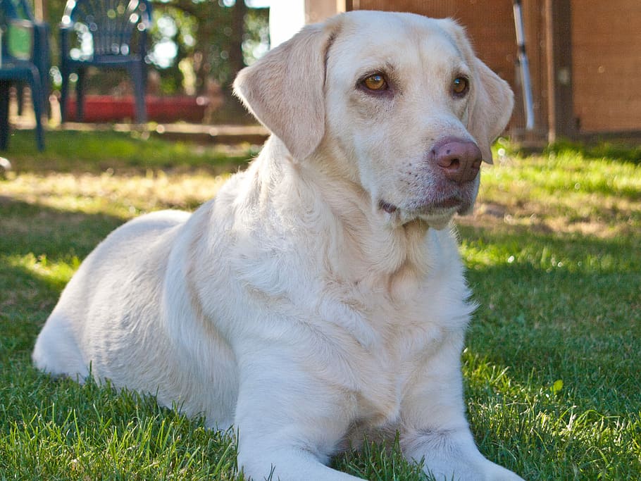 Cão, Mentindo, Weimaraner, Labrador, Mix, weimaraner labrador mix, branco, querido, híbrido, animal de estimação
