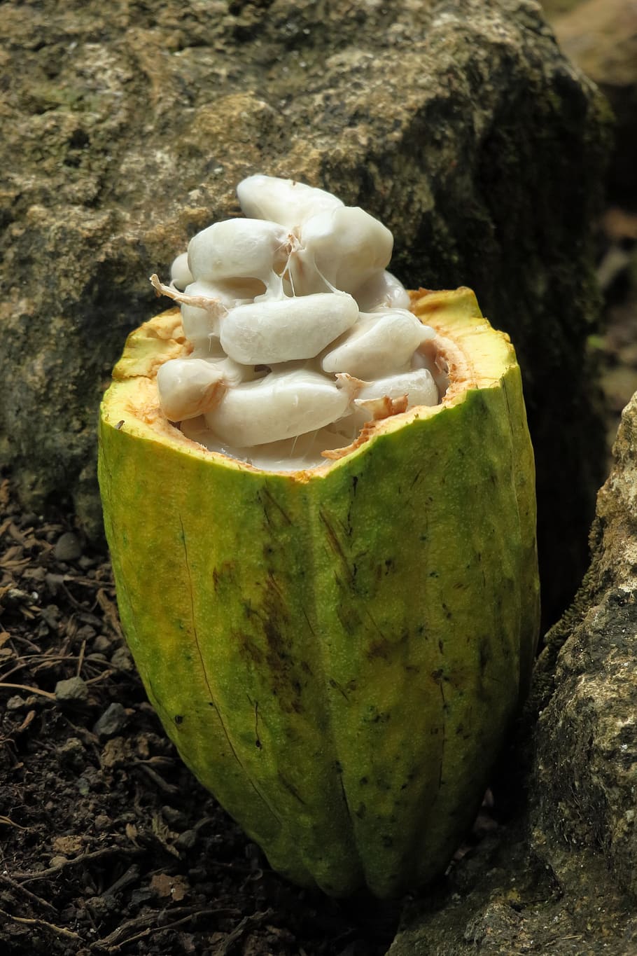 cocoa, bean, yellow, cacao, chocolate, fruit, plant, close-up, freshness, green color