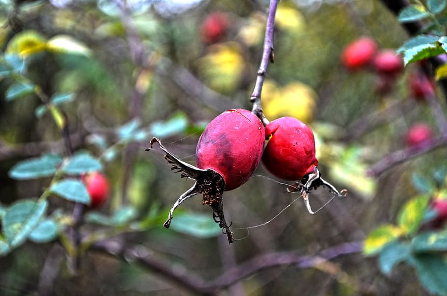 nature, fetus, hip, red, red fruits, tree, parking, garden, fruit, food and drink
