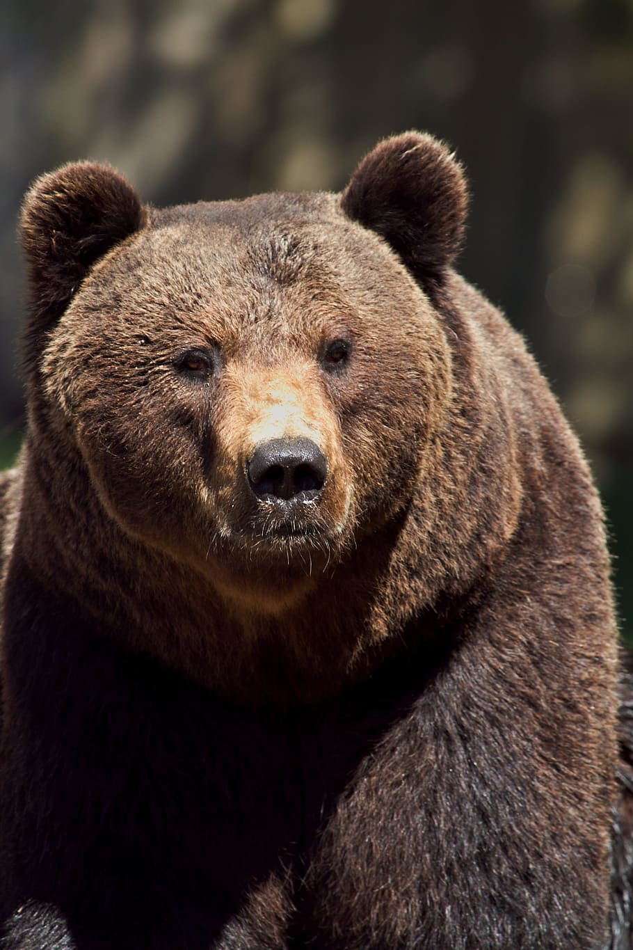 seletivo, fotografia de foco, marrom, urso pardo, urso, foco seletivo, fotografia, urso marrom, animal, mamífero