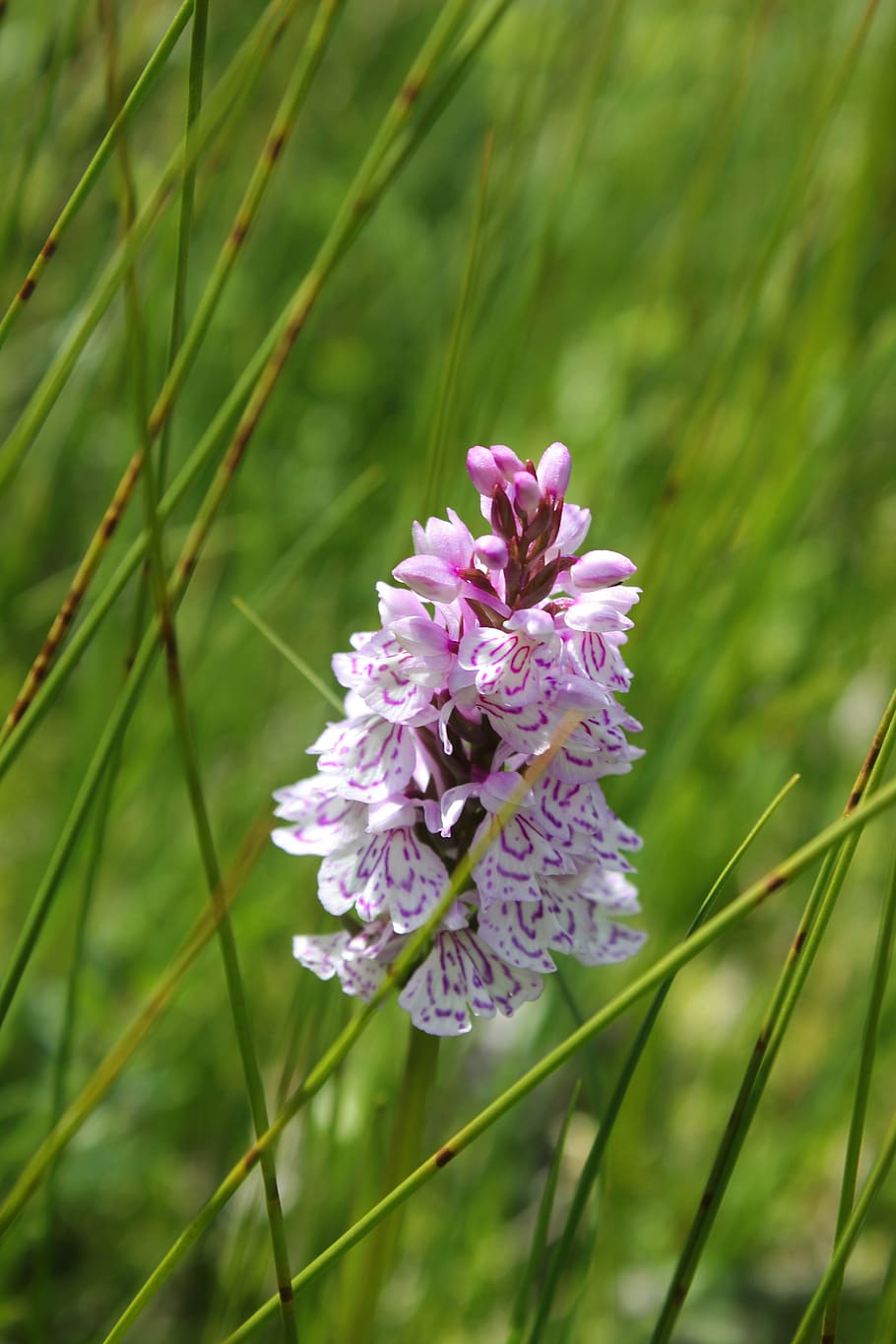 fingerwurz, plant, nature, violet, orchid, flower, orchid like, spotted, flowering plant, vulnerability