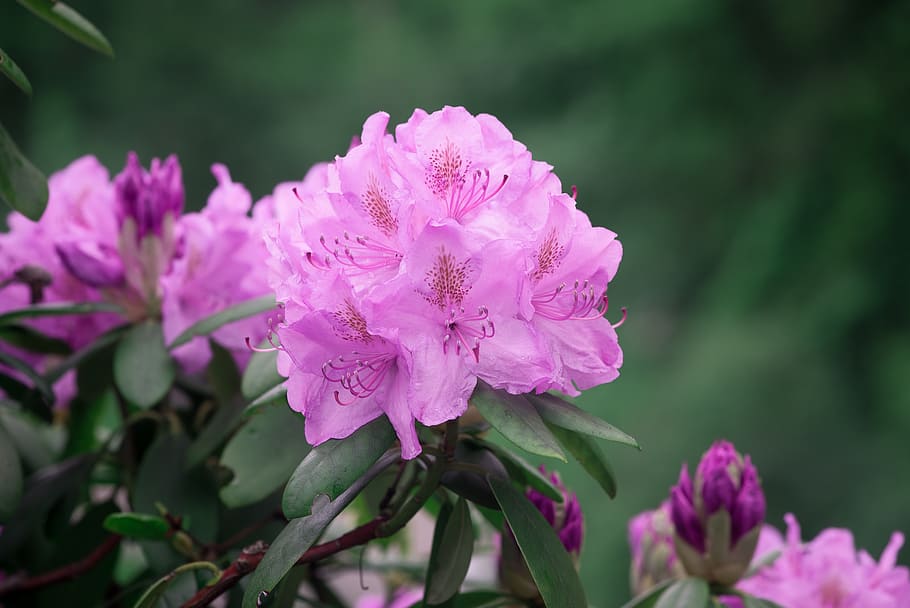 macro photography, pink, azalea flowers, rhododendrons, rhododendron, spring, flowers, nature, inflorescence, blossom