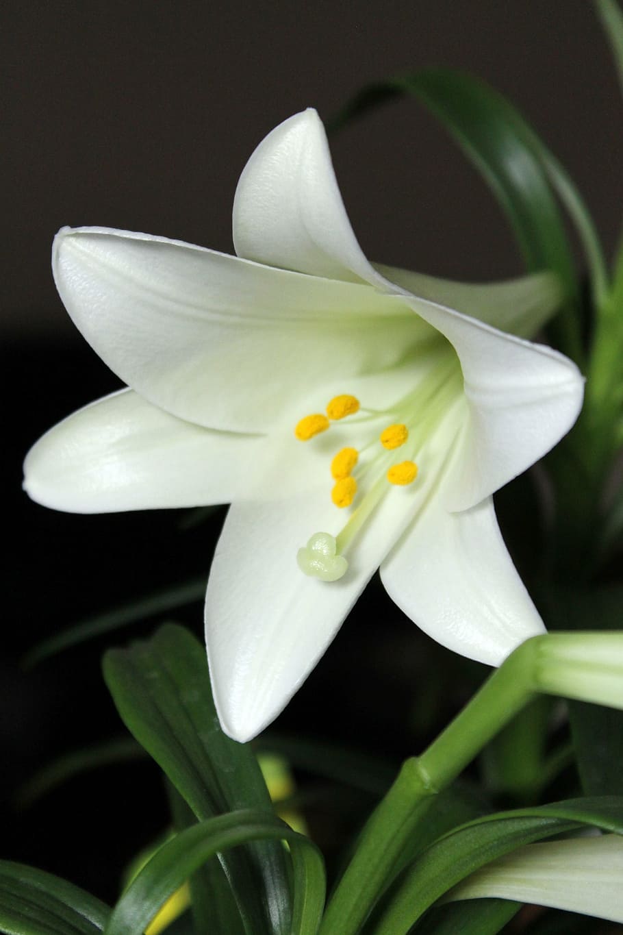 close-up photo, easter lily flower, white, lily, blossom, easter, plant, green, white flowers, garden
