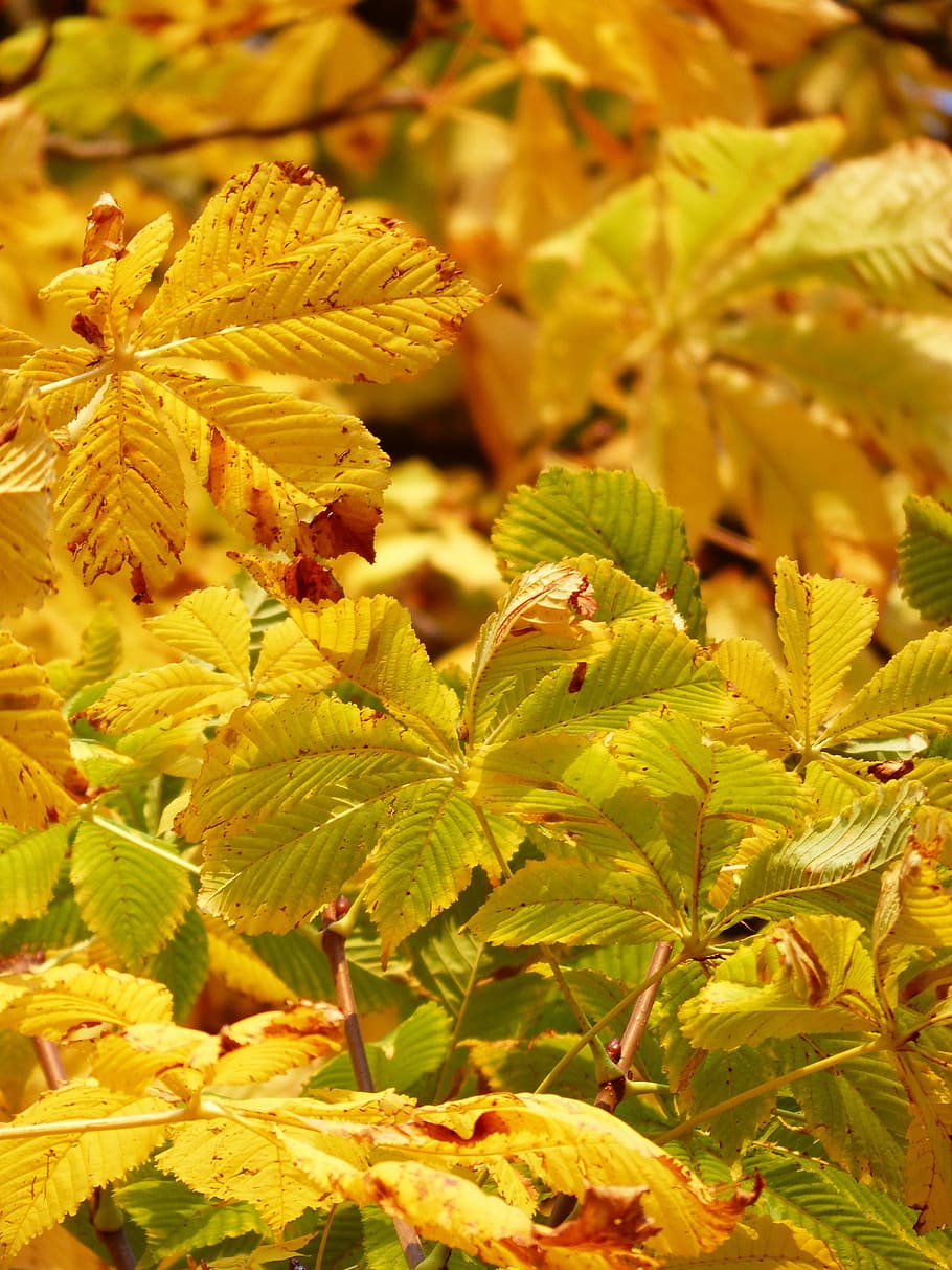 yellow leafed plants, fall leaves, golden, rays, light, yellow, yellow green, autumn colours, gold, tree