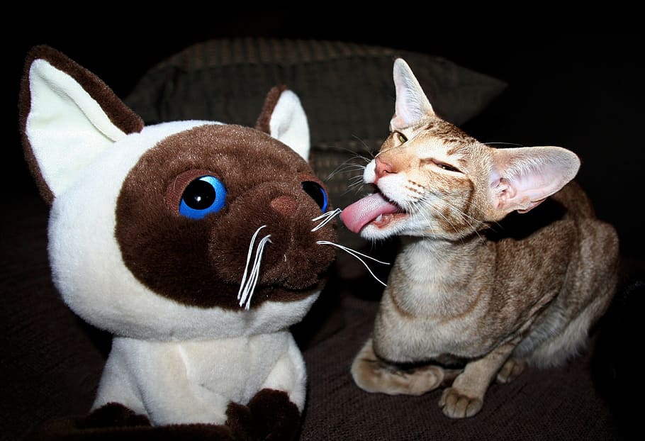 gray, cat, licking, white, dog, plush, toy, cat tongue, tongue, stuffed animal