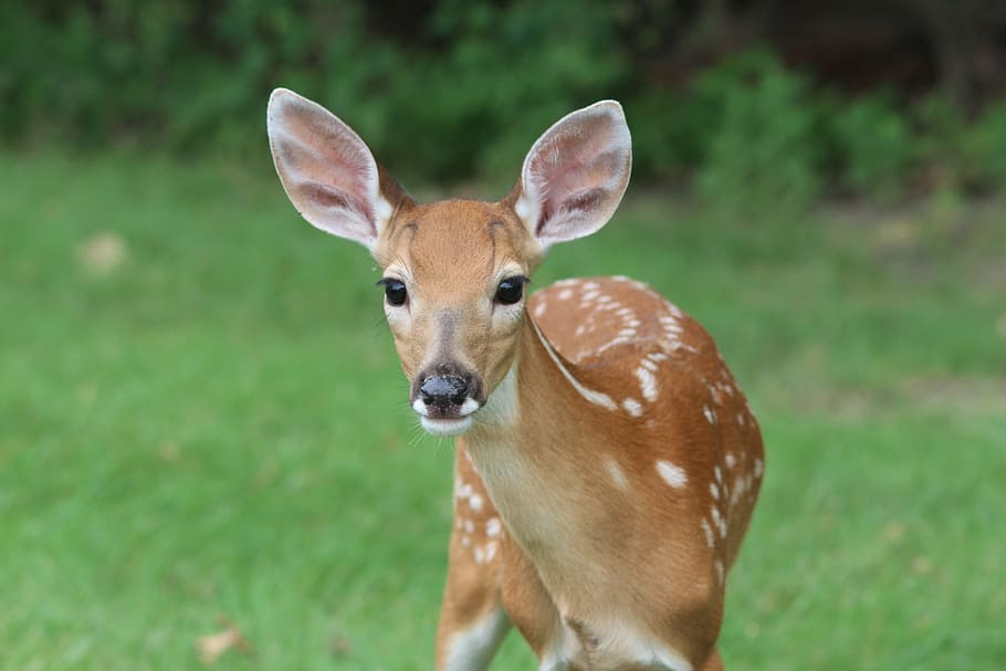 brown deer outdoor, deer, fawn, animal, wildlife, young, nature, wild, cute, natural
