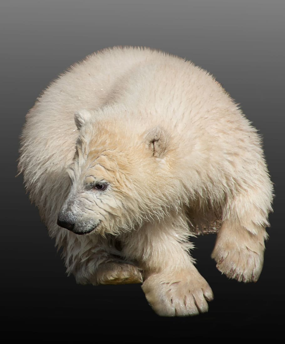beige, blanco, oso, oso polar, animal joven, cachorro de oso polar, nuremberg, tiergarten, zoológico, primavera