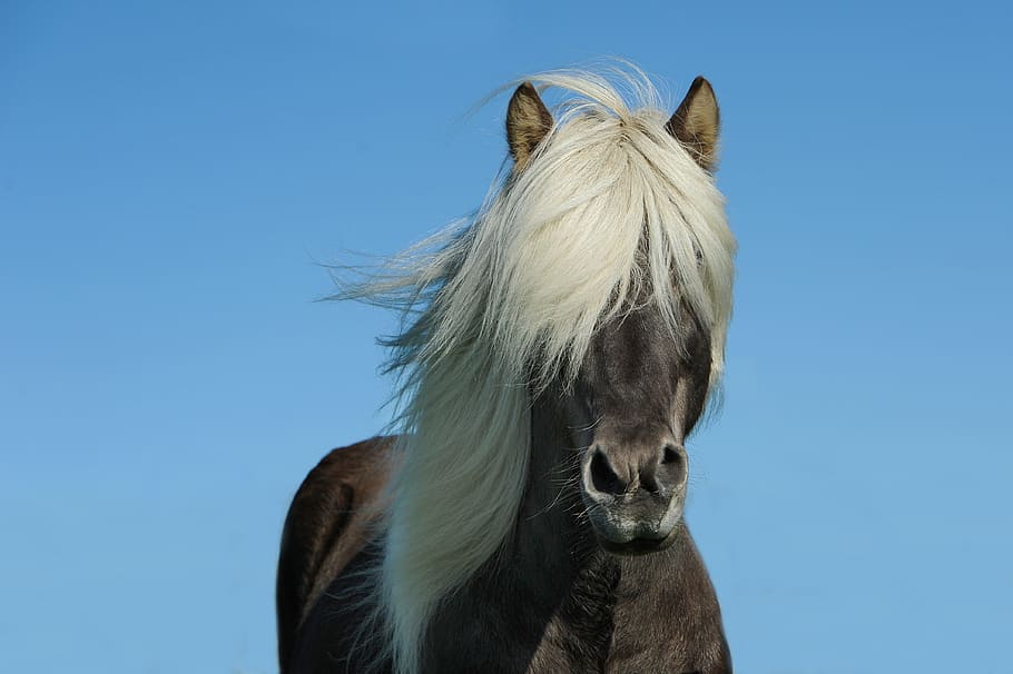 brown, horse, white, hair, icelanders, iceland horse, iceland pony, mane, animal, outdoors