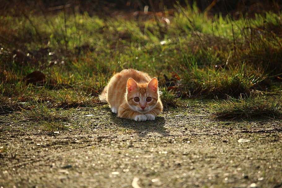 naranja, atigrado, gatito, acostado, campo de hierba, gato, atigrado caballa roja, gato rojo, mieze, ojos de gato