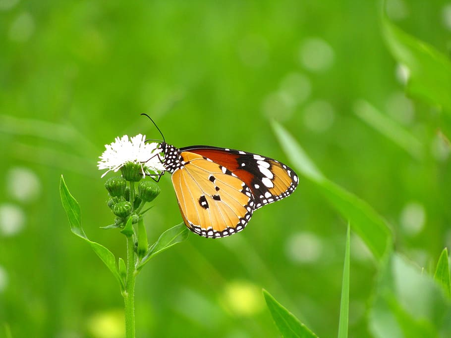Butterfly, green, quentin chong, monarch butterflies, plant, gymnocoronis, insect, one animal, animals in the wild, nature