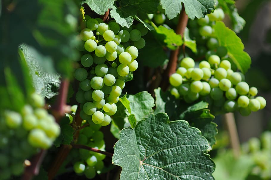 foto de primer plano, verde, uvas, vino, vid, hojas, viticultura, planta, plantación, fruta