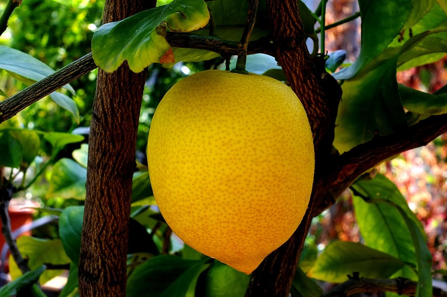 round, green, fruit, tree, lemon, citrus fruit, limone, italy, yellow, sour