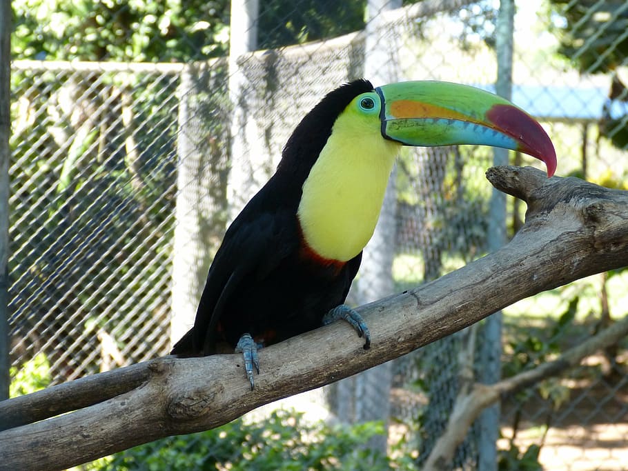 tucán, pájaro tropical, pájaro, proyecto de ley, colorido, plumaje, animal, pluma, costa rica, centroamérica