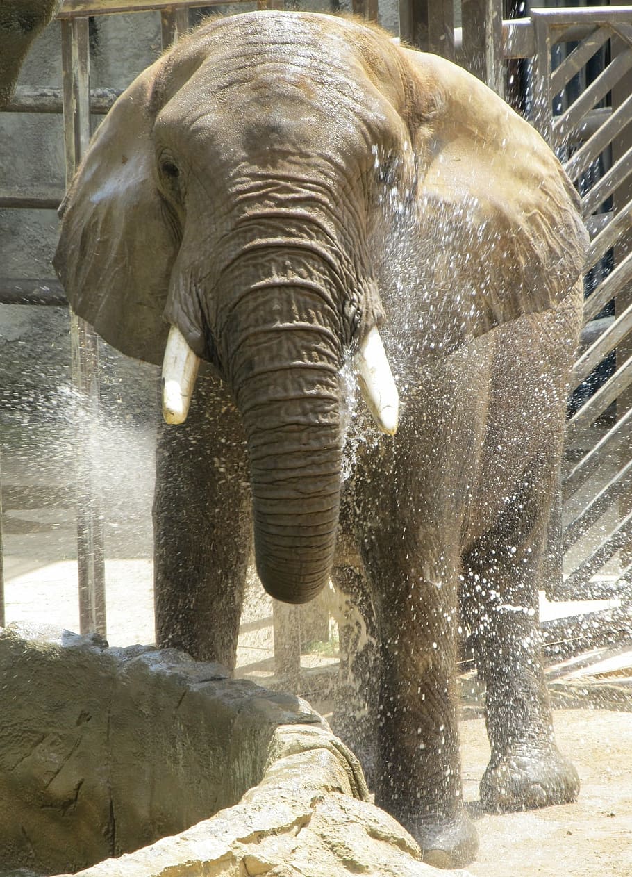 bathing gray elephant, elephant, wildlife, nature, big, enclosure, shower, water, trunk, looking