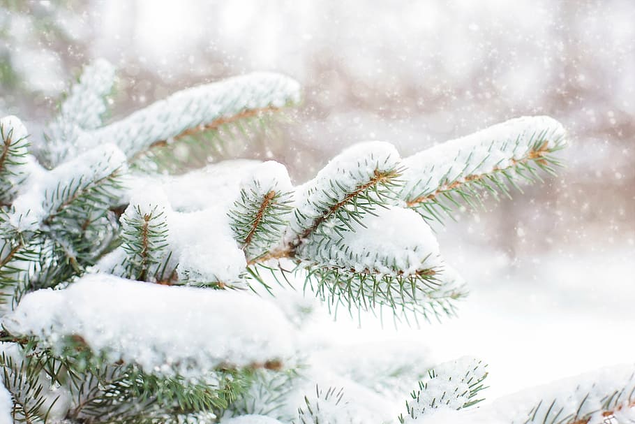 shallow, focus, snow, leaves, snow in pine tree, pine branch, winter, tree, branch, christmas